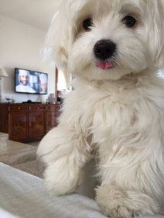 a small white dog sitting on top of a bed next to a flat screen tv