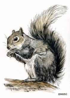 a drawing of a squirrel sitting on top of a tree branch