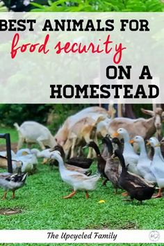 ducks and geese in the grass with text overlay saying best animals for food security on a