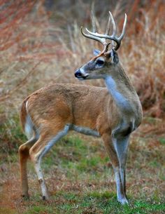 a deer standing on top of a grass covered field