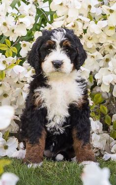 a black and white dog sitting in front of some flowers with its eyes closed while looking at the camera