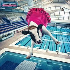 a cow wearing a pink life jacket jumping into a swimming pool with an inflatable ring around its neck