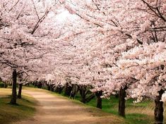 a dirt road surrounded by trees with pink flowers