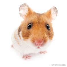 a brown and white hamster looking at the camera with its head turned to the side