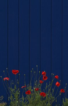 some red flowers are in front of a blue wall