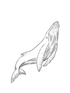 a black and white drawing of a humpback whale