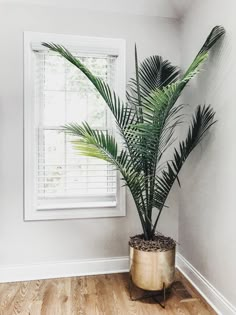 a palm tree in a pot on the floor next to a window with shutters