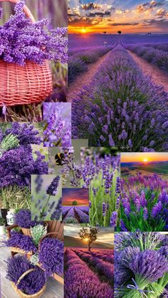 the lavender field is full of purple flowers and plants, with sunset in the background