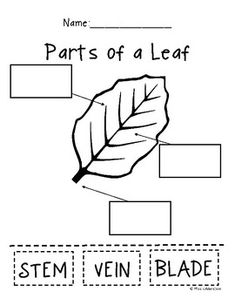 the parts of a leaf worksheet for kids to learn how to draw them