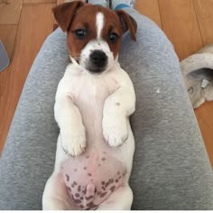 a small brown and white dog sitting on top of a person's lap with his legs crossed