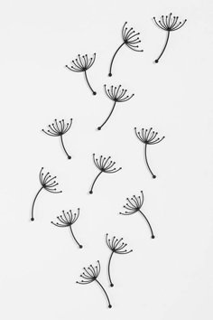 black and white drawing of dandelions on a white paper with watercolor pencils