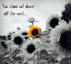 black and white photograph of sunflowers with quote