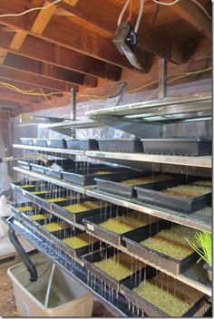 the inside of a building with several shelves filled with plants and seeding trays