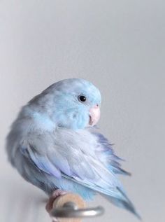 a blue and white bird sitting on top of a wooden stick