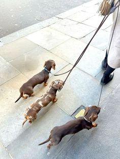 three dachshunds are being walked down the street by someone on a leash