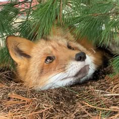 a red fox laying in the grass under a pine tree