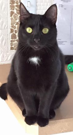 a black cat sitting on top of a desk