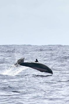 a whale jumping out of the water with it's back end in the air