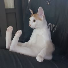 a white and brown cat sitting on top of a black chair next to a person