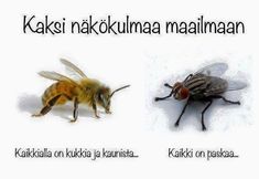 two different types of bees with caption in english and spanish on the bottom right side