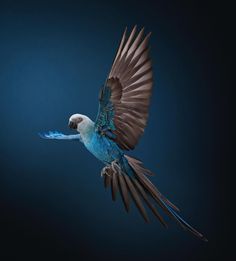 a blue and white bird flying in the air with its wings spread out to catch food