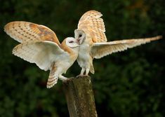 two owls sitting on top of a wooden post with their wings spread out and touching each other