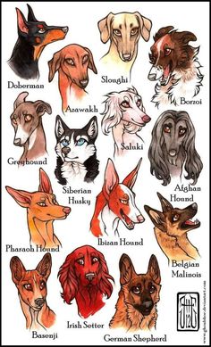 an image of dogs with names in english and german shepherd dog breeds, types of dogs