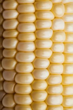 an ear of corn on the cob is shown in close up, with white kernels