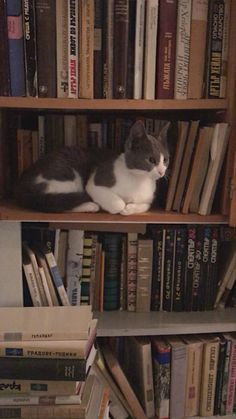 a cat sitting on top of a bookshelf filled with lots of book spines