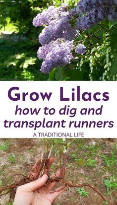 a hand holding purple lilacs with the words grow lilacs how to dig and transplant runners