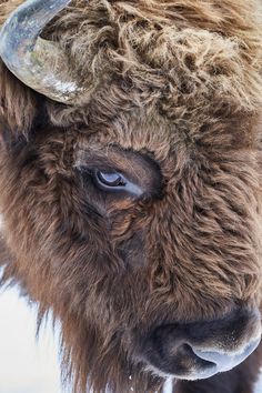 a bison with long horns standing in the snow