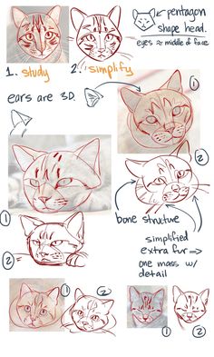 the steps in how to draw cats