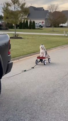 a dog is pulling a wagon with a leash on it and being pulled by a truck