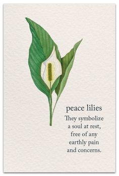 Flowers With Meaning Messages, Lily Symbolism Meaning, Peace Lily Meaning, Lily Quotes Flowers Words, Peace Lily Tattoo, Lily Symbolism, Condolences Flowers, Lily Quotes