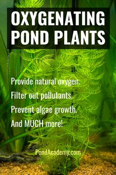 an image of oxygen plants with the words oxygening pond plants on it's side