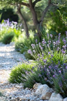 purple flowers are growing on the side of a gravel path