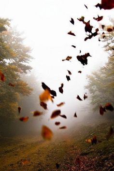 falling leaves in the air on a foggy day