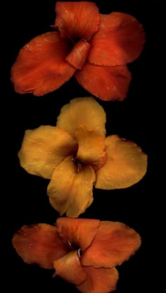 three orange and yellow flowers with water droplets on them, in front of a black background