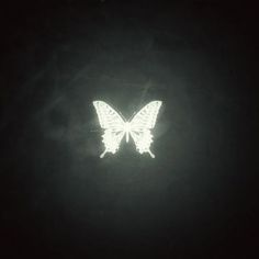 a white butterfly is glowing in the dark