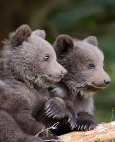 two brown bears sitting on top of a tree branch next to each other and looking at the camera