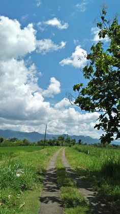 a dirt road going through a lush green field