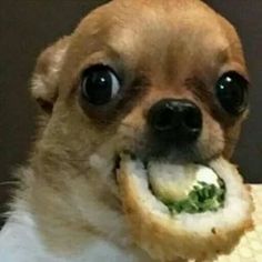 a small dog is biting into a piece of bread with food in it's mouth