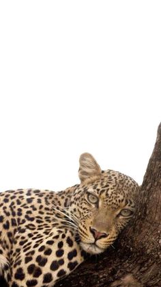 a leopard laying on top of a tree branch