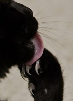 a black cat with its tongue hanging out