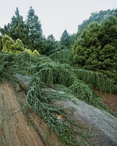 a tree that has fallen over on top of a rock and dirt road in front of some trees