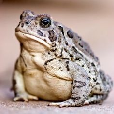 a close up of a frog sitting on the ground