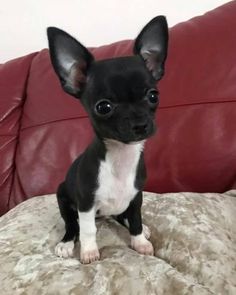 a small black and white dog sitting on top of a couch