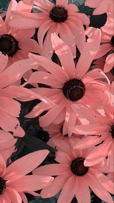 pink flowers with black centers are shown in this image