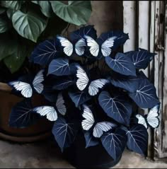 a potted plant with white and blue leaves