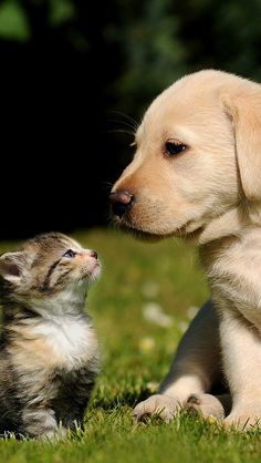 a puppy and kitten sitting in the grass looking at eachother's paw